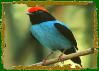 Swallow-tailed Manakin