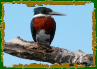 Amazon Kingfisher Male